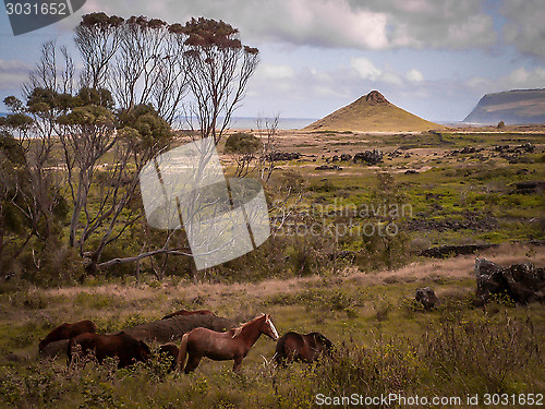 Image of Horses On Easter Island