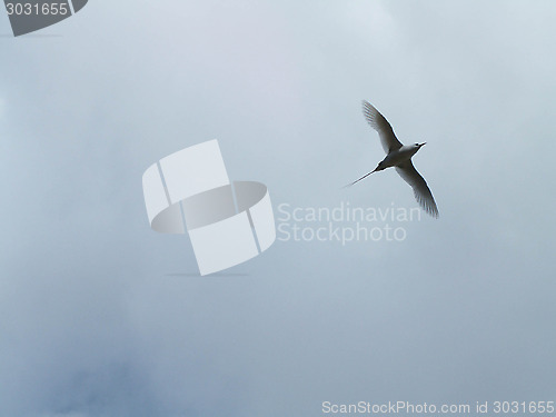Image of Gull In The Sky