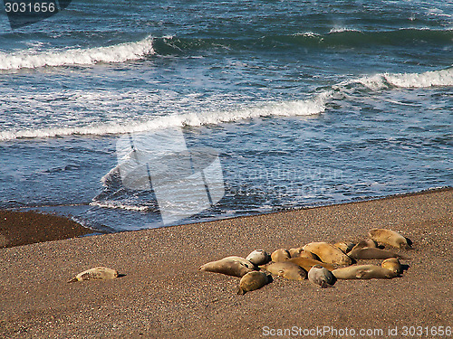 Image of Group Of Sea Lions On Beach