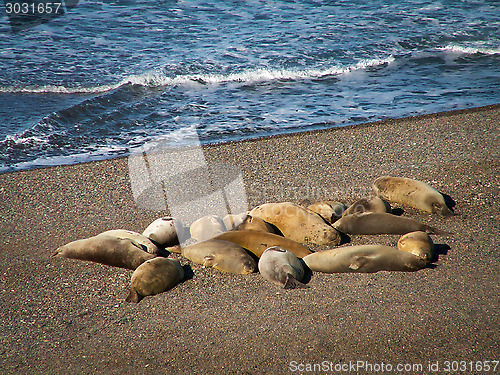 Image of Group Of Sea Lions On Beach