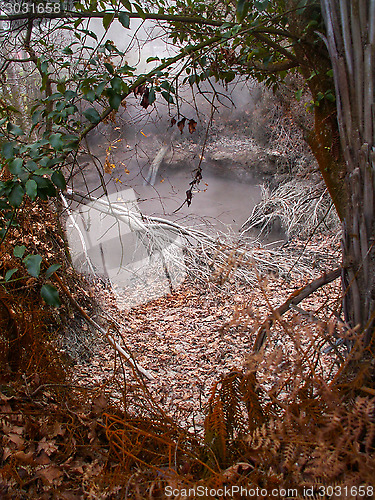 Image of Grey Geyser Framed By Tree