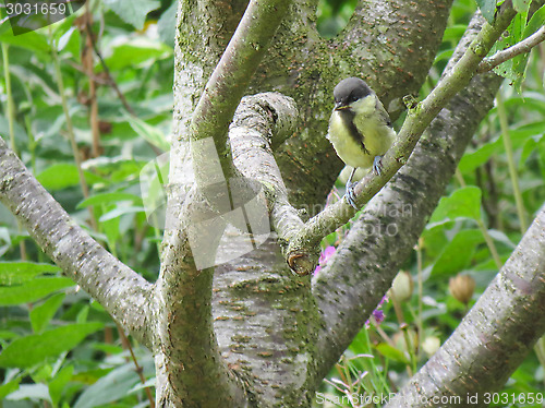 Image of Great Tit In A Tree