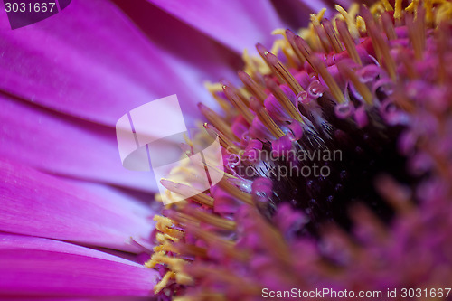 Image of Gerbera Daisy Macro