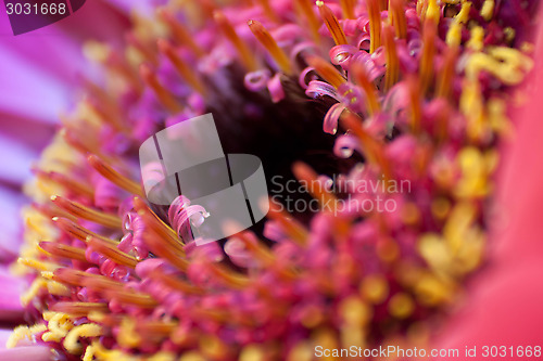 Image of Gerbera Daisy Macro