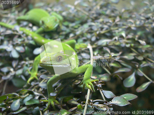 Image of Geckos On Plant Macro