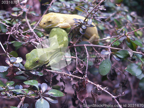 Image of Geckos On a Plant