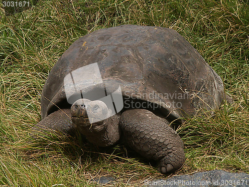 Image of Galapagos Tortoise
