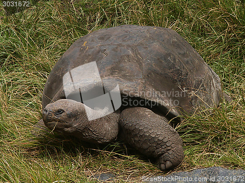 Image of Galapagos Tortoise