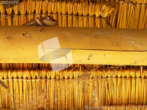 Image of Frog In The Roof