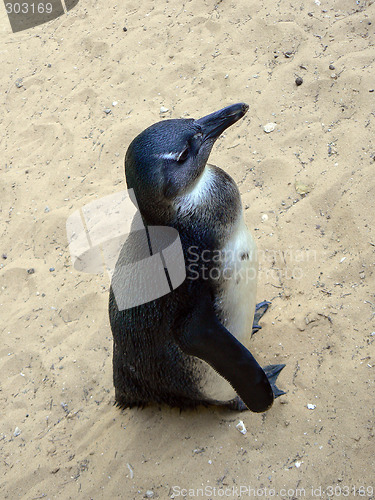 Image of Penguin in the desert