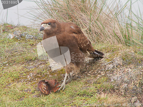Image of Eagle With Tin Can