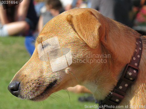 Image of Dog Face Close Up