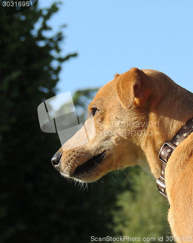 Image of Dog Face Close Up