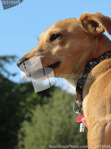 Image of Dog Face Close Up