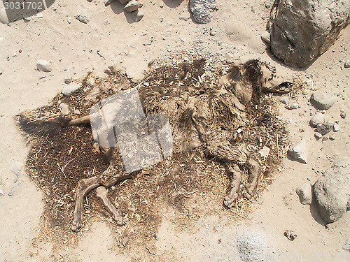 Image of Decomposing Dog In Desert