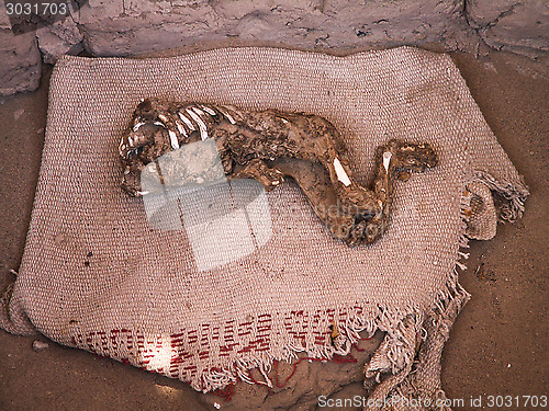 Image of Decomposing Body In Open Grave