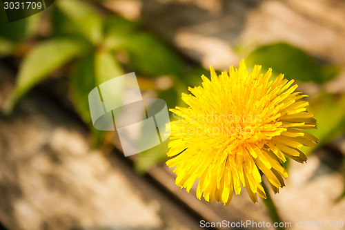 Image of Dandelion Over Table