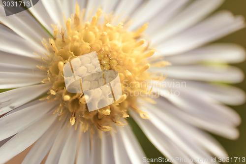 Image of Daisy Macro