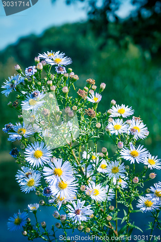 Image of Daisy Bush By The Lake