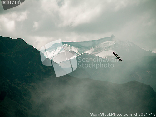 Image of Condor Over Colca Canyon