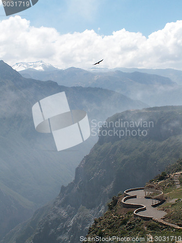 Image of Condor Over Colca Canyon