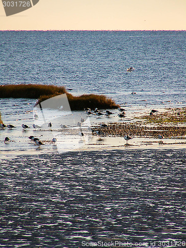 Image of Coastal Birds On Beach