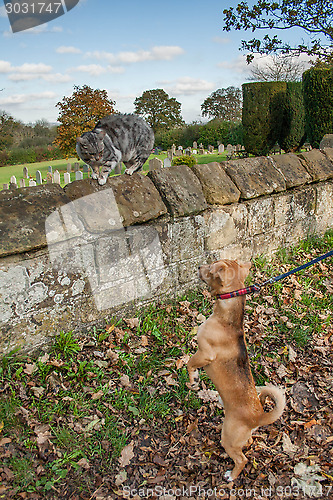 Image of Cat And Dog Confrontation