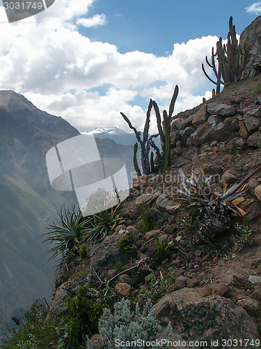 Image of Cacti Over Colca Canyon