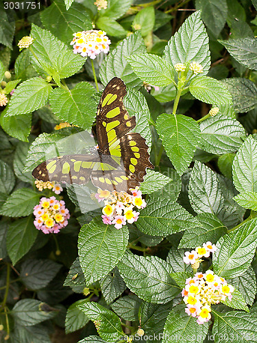 Image of Butterfly On Plant