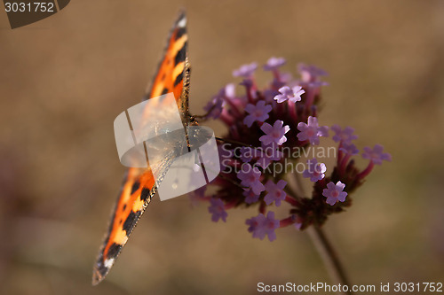 Image of Butterfly On Flower
