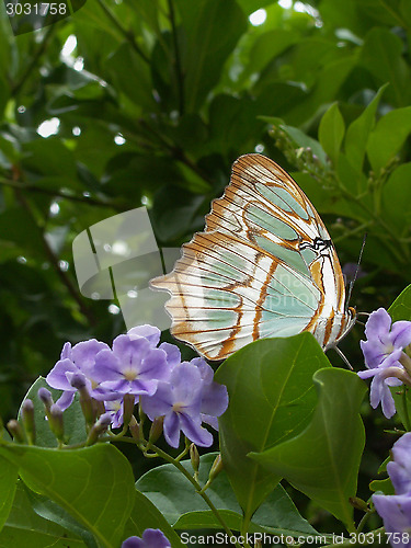 Image of Brown Butterly On Purple Flower