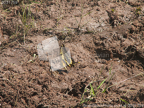 Image of Bright Butterfly On Mud