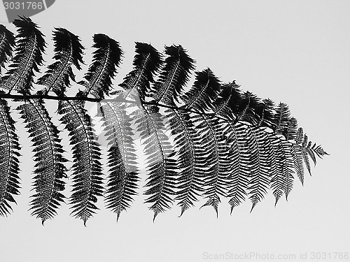 Image of Black And White Silver Fern