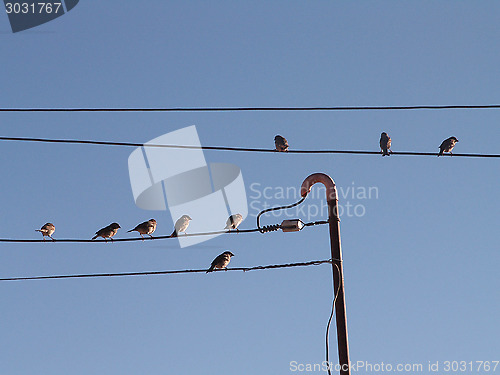 Image of Birds On A Wire