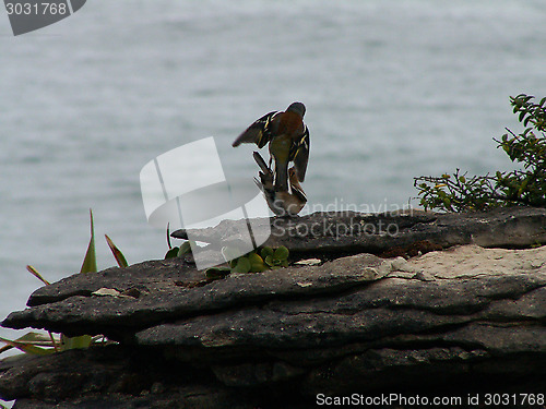 Image of Birds Fighting On Pancake Rocks