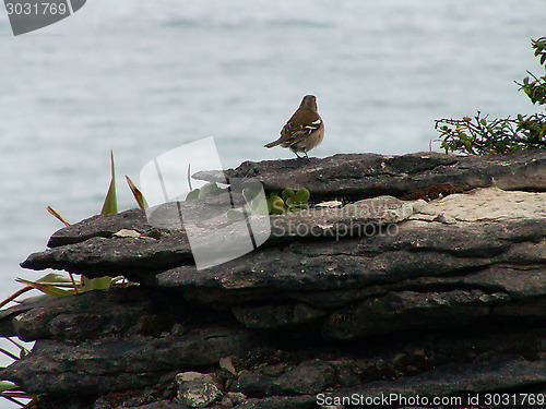 Image of Bird On Pancake Rocks