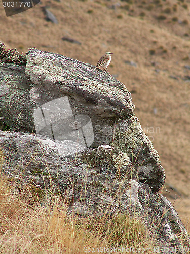 Image of Bird On A Rock