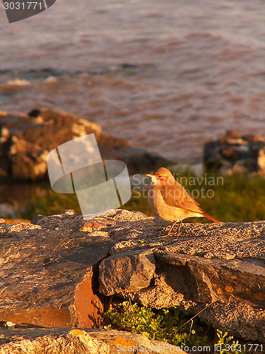 Image of Bird On A Rock Low