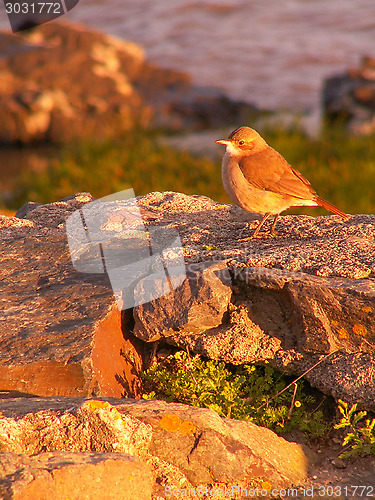 Image of Bird On A Rock High