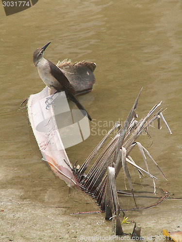 Image of Bird On A Palm Branch