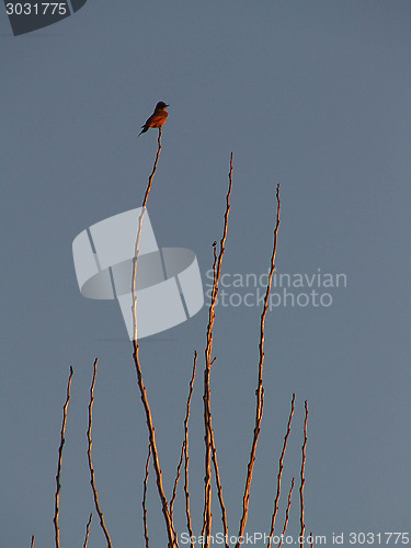 Image of Bird On A Branch