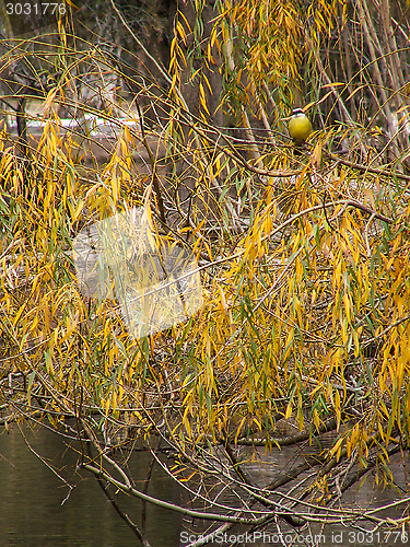 Image of Bird In Autumnal Tree