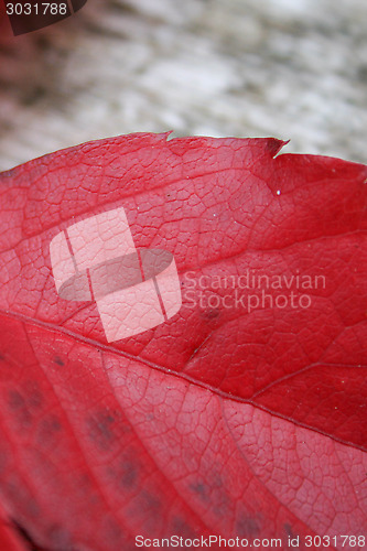 Image of Autumn Leaves On A Table