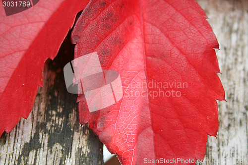Image of Autumn Leaves On A Table