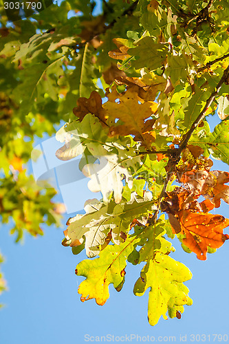 Image of Autumn Leaves From Underneath
