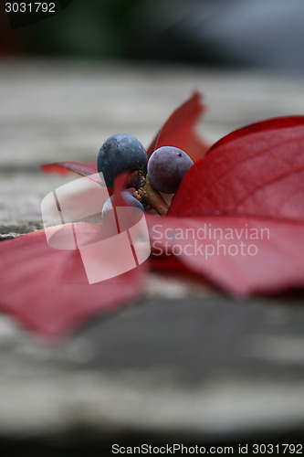 Image of Autumn Berries And Leaves