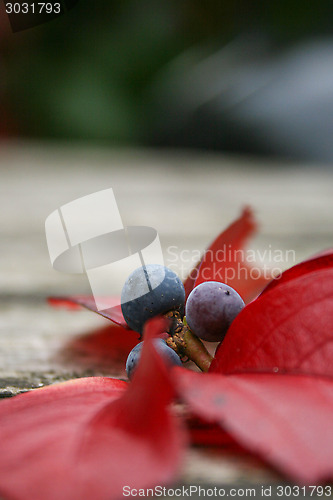 Image of Autumn Berries And Leaves