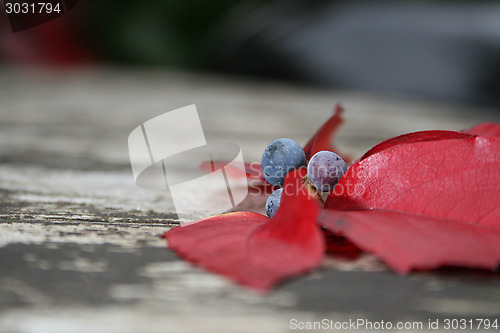 Image of Autumn Berries And Leaves
