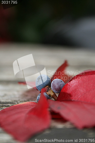 Image of Autumn Berries And Leaves