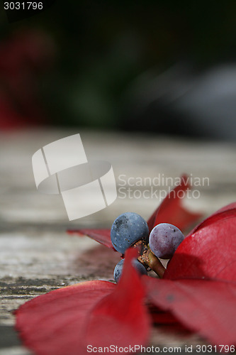 Image of Autumn Berries And Leaves